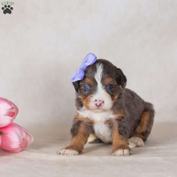 Cathy, Mini Bernedoodle Puppy